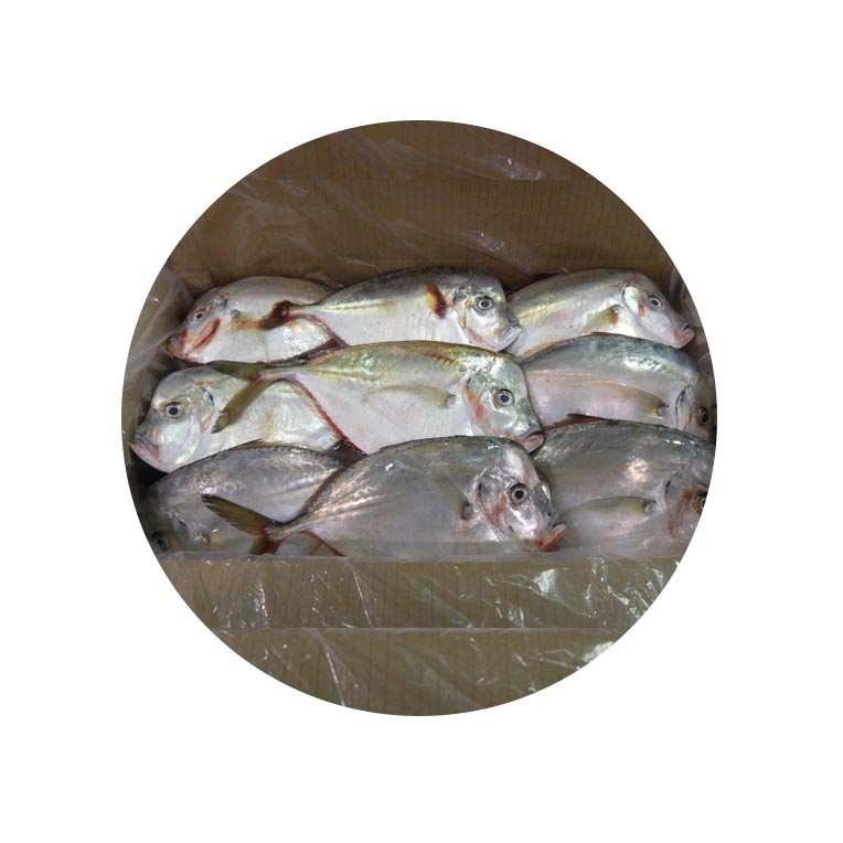 peixes-medio - Português